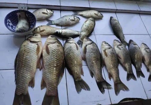 三水钓鱼饵料怎么用好？这份详细指南让你轻松上鱼！