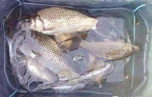 钓鱼饵料鸭肝怎么做的好吃？自制诱鱼神器的秘诀