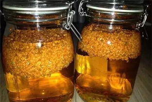 桂花香味钓鱼饵料的效果与使用心得
