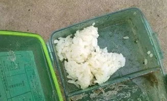 一粒米的钓鱼秘籍，如何有效使用米粒作为饵料