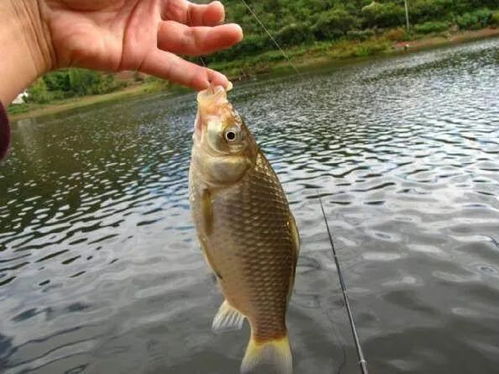 正龙钓鱼饵料，提升你的垂钓成功率