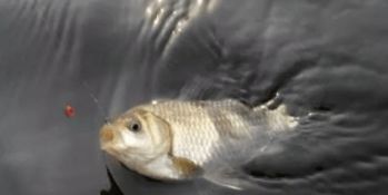 钓鱼饵料勾不上怎么办？5大原因分析与实战解决方案