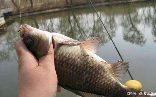 钓鱼饵料没鱼吃怎么办？专业钓手教你5招破解难题！