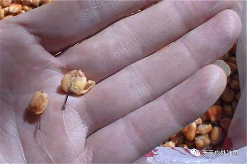 玉米变饵料，钓鱼高手的10种创意做法
