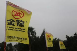 团泊湖钓鱼饵料怎么样用？这份详细指南让你轻松掌握！