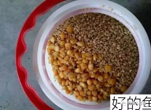 花生饼饵料的科学制作与钓鱼实战应用