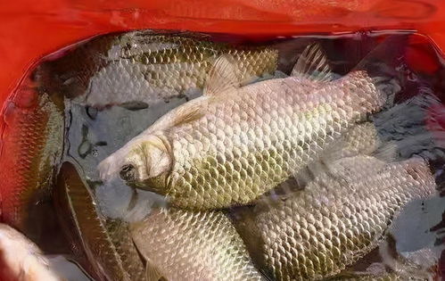 钓鱼饵料飞蝇怎么办？附图片指南