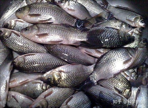 用牛做钓鱼饵料怎么做好吃？鲜香诱鱼的秘密武器！