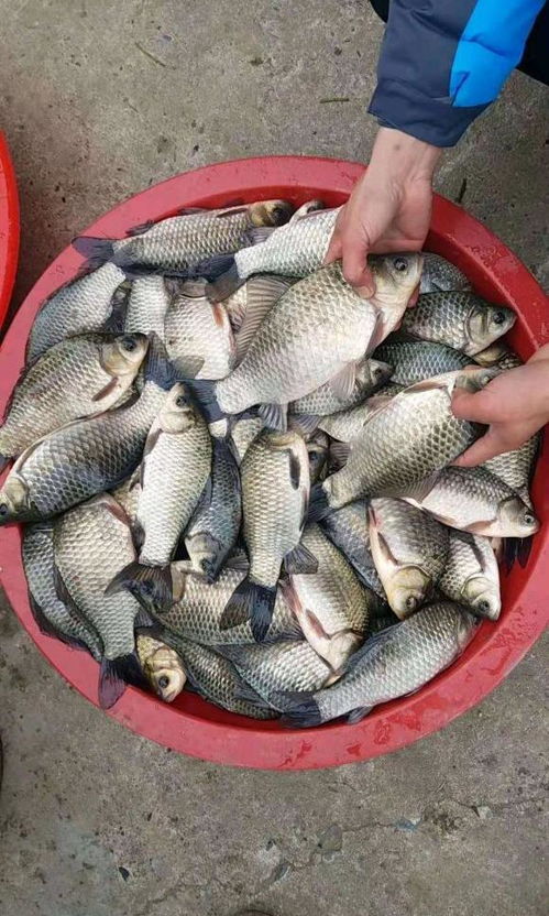 钓鱼饵料怎么选品牌好一点，终极指南