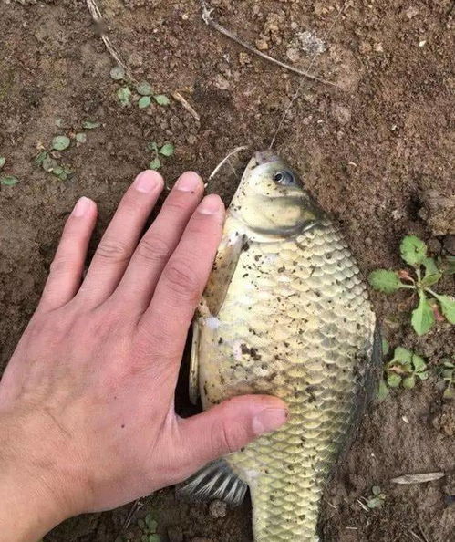 钓鱼饵料太黏手？这些小妙招让你轻松解决