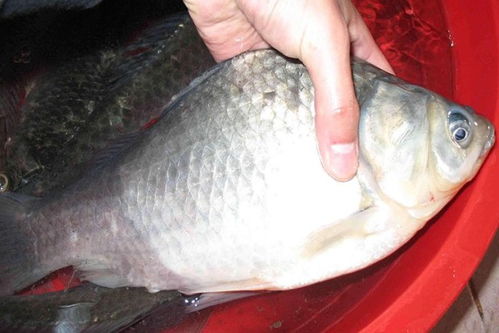 马鹿塘钓鱼饵料怎么样啊，全面评测与推荐