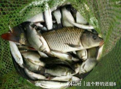 钓鱼饵料一般是怎么配的？内行这样做，鱼儿看了都流口水！