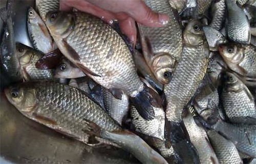 黄浦江钓鱼饵料怎么选？专业钓手的实战经验