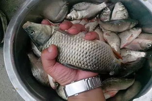 万能的钓鱼饵料怎么做？自制饵料，轻松钓大鱼！