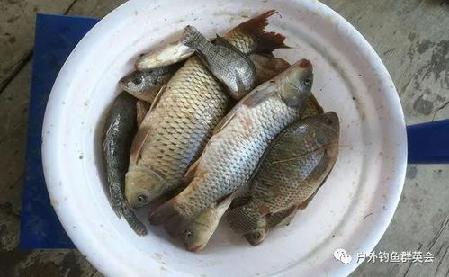 鲜血拌饵，钓鱼黑科技还是致命诱惑？