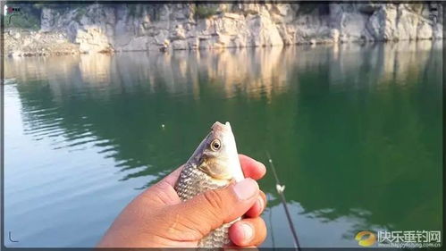 鱼墨钓鱼饵料怎么用？手把手教你用视频轻松掌握钓鱼技巧！