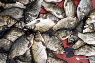钓鱼饵料粉化快？5招解决，鱼口爆护！