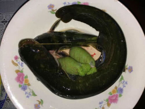 钓鱼饵料新选择，鸡肠鸭肠的实战表现与使用技巧