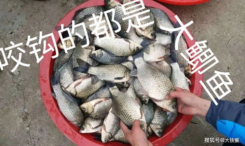 钓鱼饵料该怎么弄得好用，垂钓高手的黄金法则