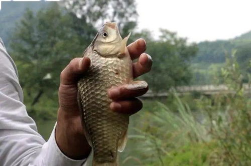 下雨天开蓝鲫钓鱼饵料的正确方法