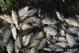 余哥钓鱼饵料怎么样？揭秘实战效果，钓鱼老手都说好！