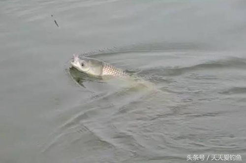 钓鱼饵料变红色怎么办？这些小妙招让你轻松应对，鱼口依旧爆护！