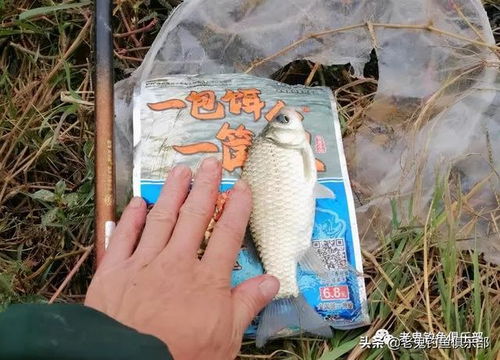 水巴虫饵料，钓鱼高手的秘密武器