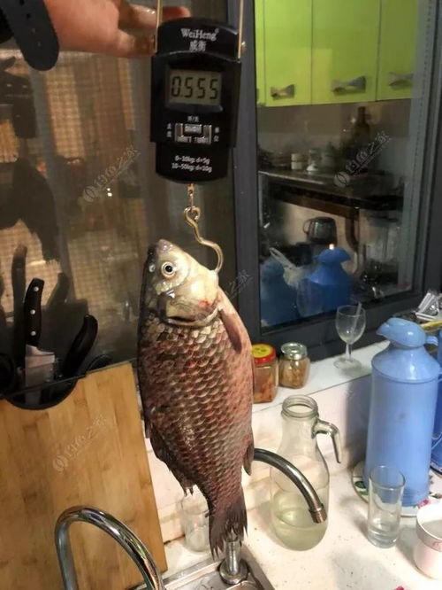 钓鱼饵料很坑怎么办？这些实用技巧让你不再踩雷！