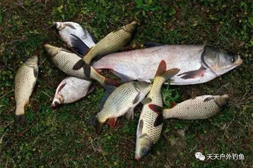 地下水库钓鱼饵料使用全攻略，让你的鱼儿疯狂咬钩！