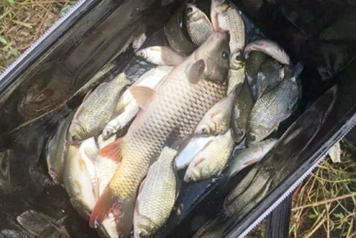 鲫鱼饵料酒米，钓鱼效果究竟如何？