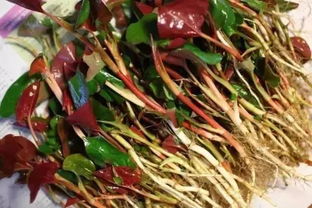 鱼腥草的野趣，教你用天然草药打造无敌钓鱼饵
