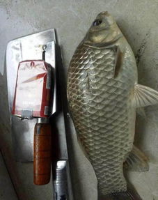 秘制钓鱼饵料酒米，让你的鱼儿疯狂咬钩！