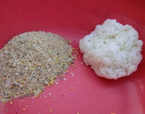 白米饭也能钓大鱼？手把手教你用米饭做鱼饵的秘诀
