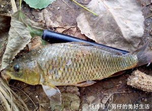 左江钓鱼饵料怎么样？深度解析左江水域饵料选择与实战技巧！