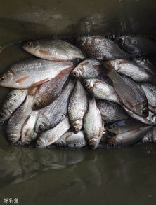 万能拉丝钓鱼饵料怎么样，全面评测与使用心得