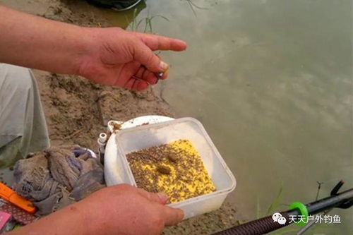 自制钓鱼饵料酒米全攻略，从零开始的钓鱼饵料制作