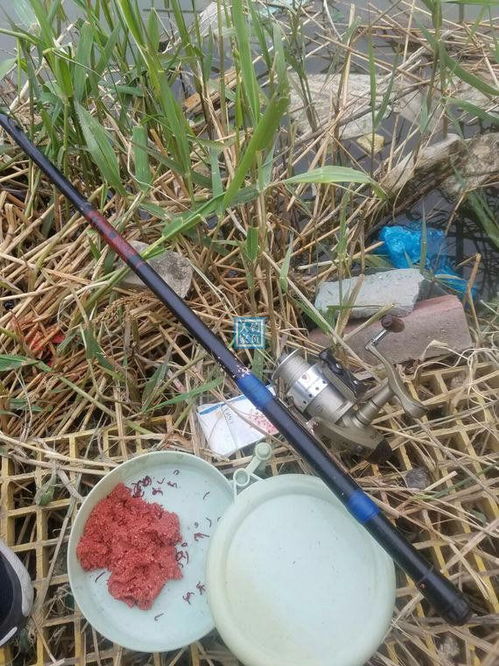 江野黄尾钓鱼饵料怎么样？深度解析与实战技巧