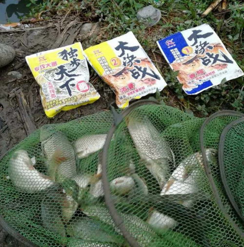 钓鱼饵料大决战，1-2种饵料的完美搭配指南
