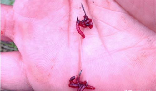 饵料抖动鱼儿逃走？掌握这5招，鱼钩稳稳上鱼！