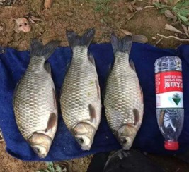 小毛驴钓鱼饵料怎么样？深度评测与使用体验分享