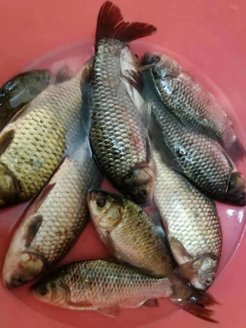 冬季清水河野钓，自制诱饵秘方，轻松钓获大鲫鱼！