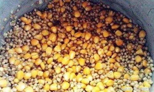 秋季重窝钓鱼饵料的科学配制与实战技巧