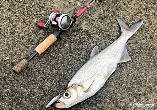 鹏哥钓鱼饵料怎么样？深度测评视频揭秘诱鱼效果