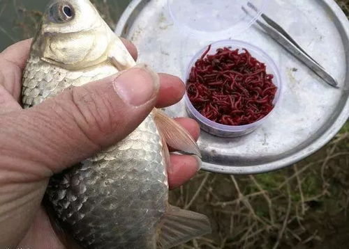 红虫溪钓饵料，好用吗？全面解析与实战技巧