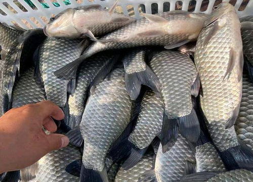 钓鱼饵料河里诱鱼怎么做到的？