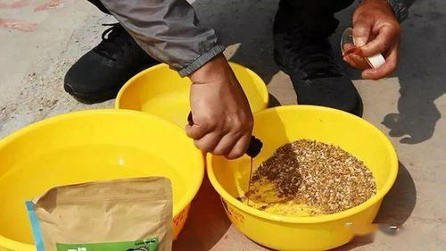 干搓饵怎么做钓鱼饵料的？手把手教你制作超实用干搓饵