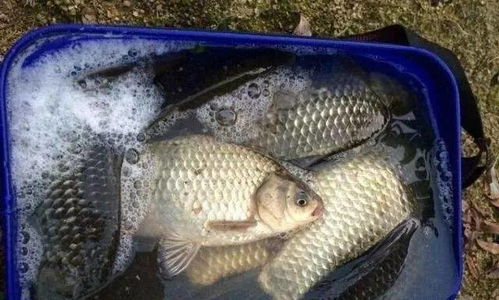 钓鱼饵料不沾饵怎么办？5大秘诀让你鱼获翻倍！