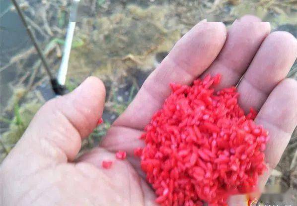 掌握七星钩钓鱼饵料秘籍，手把手教你拍出爆款饵料视频