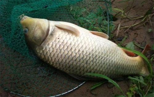 追鱼鲤钓鱼饵料怎么样？深度评测与使用心得