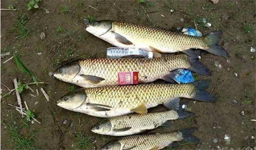 浑河钓鱼饵料怎么样？这份终极指南让你鱼获翻倍！